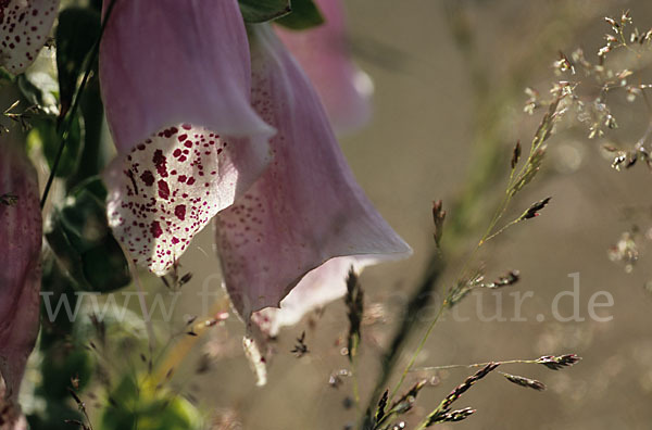 Roter Fingerhut (Digitalis purpurea)