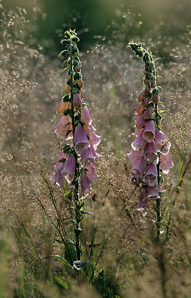 Roter Fingerhut (Digitalis purpurea)