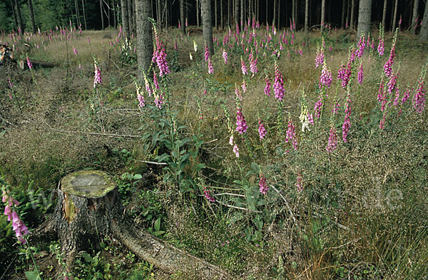 Roter Fingerhut (Digitalis purpurea)