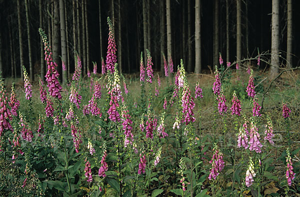 Roter Fingerhut (Digitalis purpurea)