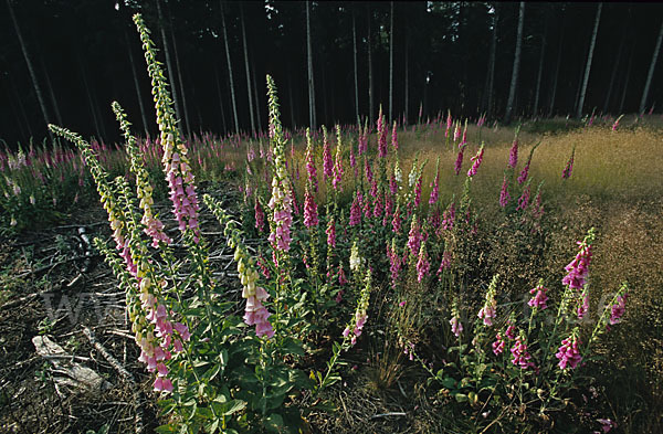 Roter Fingerhut (Digitalis purpurea)