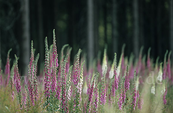 Roter Fingerhut (Digitalis purpurea)