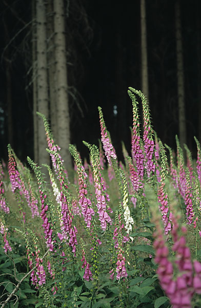 Roter Fingerhut (Digitalis purpurea)