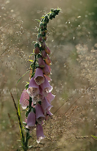 Roter Fingerhut (Digitalis purpurea)