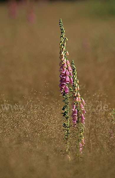 Roter Fingerhut (Digitalis purpurea)