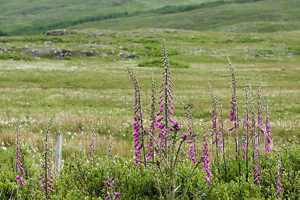 Roter Fingerhut (Digitalis purpurea)