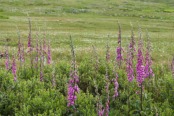 Roter Fingerhut (Digitalis purpurea)