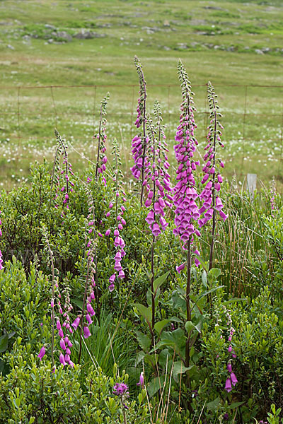 Roter Fingerhut (Digitalis purpurea)