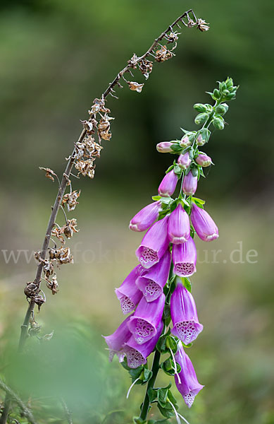 Roter Fingerhut (Digitalis purpurea)