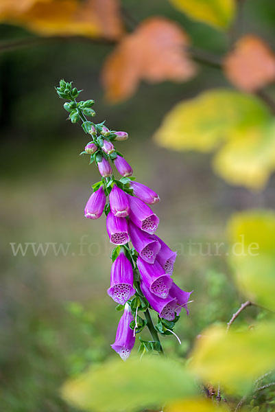 Roter Fingerhut (Digitalis purpurea)