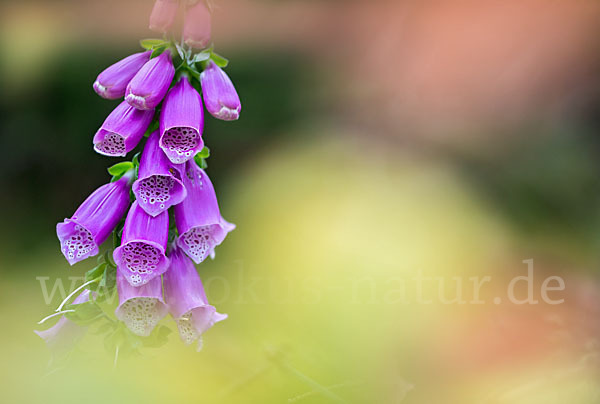 Roter Fingerhut (Digitalis purpurea)