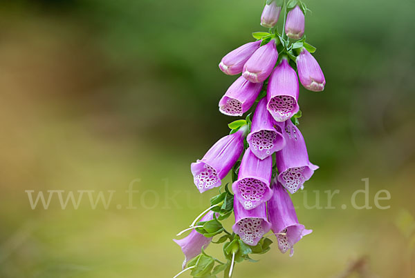 Roter Fingerhut (Digitalis purpurea)