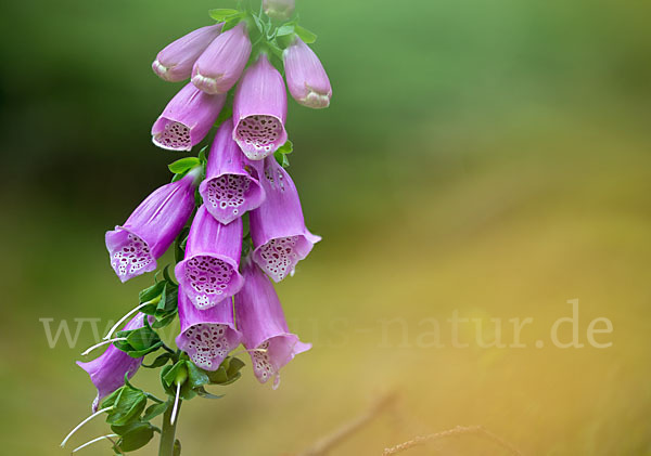 Roter Fingerhut (Digitalis purpurea)