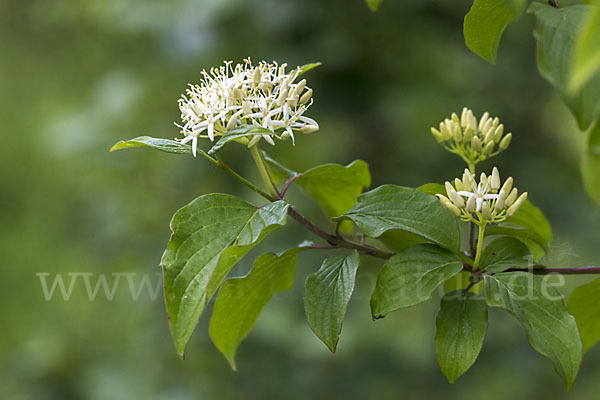 Roter Hartriegel (Cornus sanguinea)