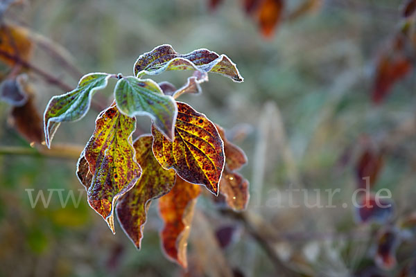 Roter Hartriegel (Cornus sanguinea)