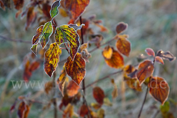 Roter Hartriegel (Cornus sanguinea)