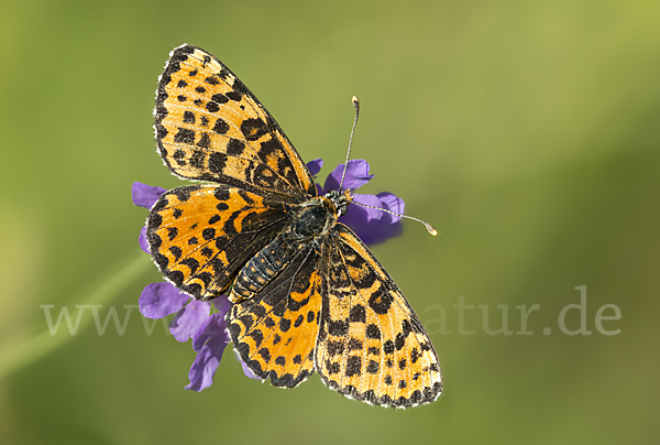 Roter Scheckenfalter (Melitaea didyma)