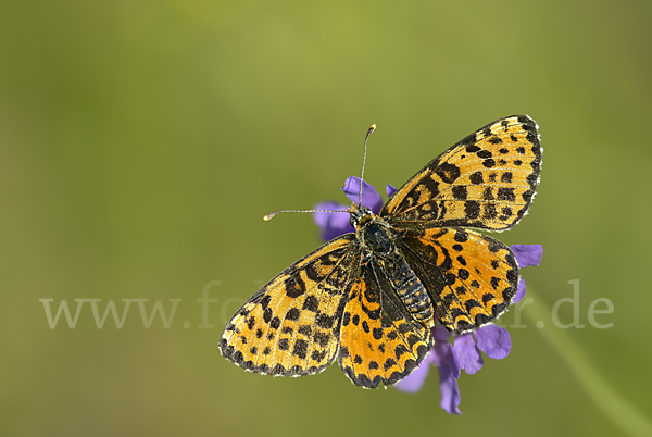 Roter Scheckenfalter (Melitaea didyma)