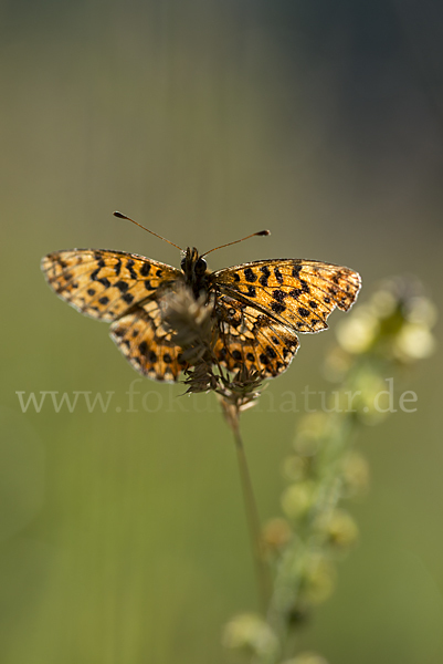 Roter Scheckenfalter (Melitaea didyma)