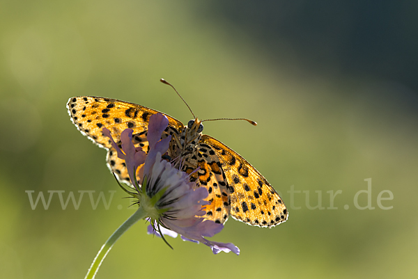 Roter Scheckenfalter (Melitaea didyma)