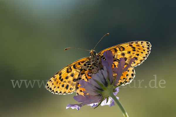 Roter Scheckenfalter (Melitaea didyma)