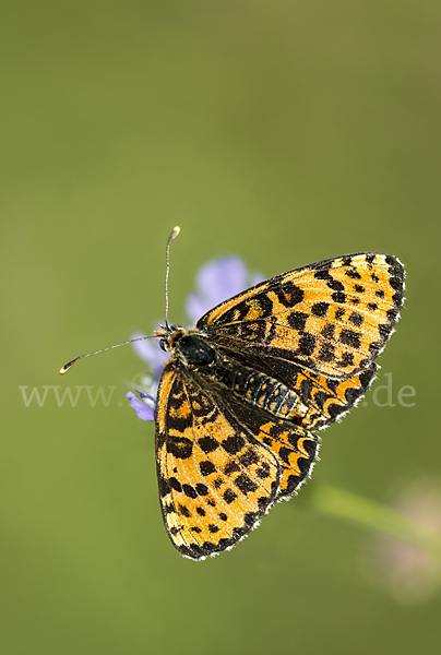 Roter Scheckenfalter (Melitaea didyma)