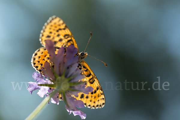 Roter Scheckenfalter (Melitaea didyma)