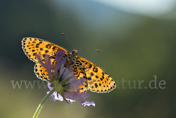 Roter Scheckenfalter (Melitaea didyma)