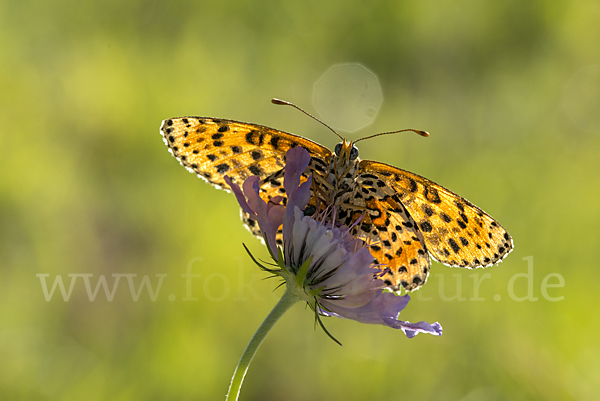 Roter Scheckenfalter (Melitaea didyma)