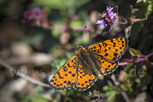 Roter Scheckenfalter (Melitaea didyma)