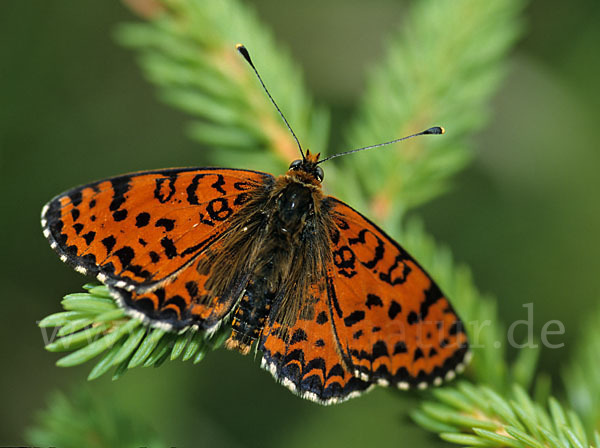 Roter Scheckenfalter (Melitaea didyma)