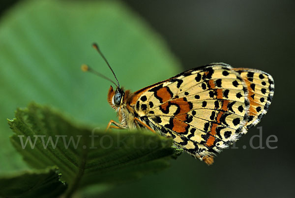 Roter Scheckenfalter (Melitaea didyma)