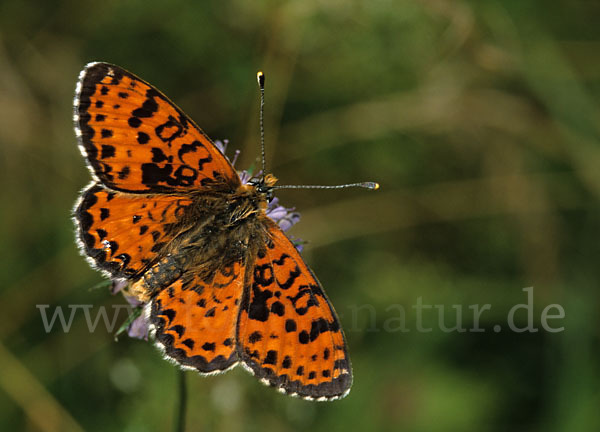 Roter Scheckenfalter (Melitaea didyma)