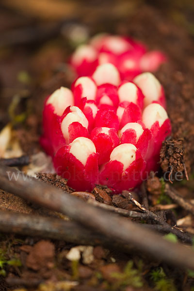 Roter Zistrosenwürger (Cytinus ruber)