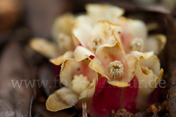 Roter Zistrosenwürger (Cytinus ruber)