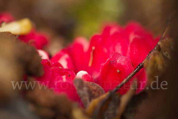 Roter Zistrosenwürger (Cytinus ruber)