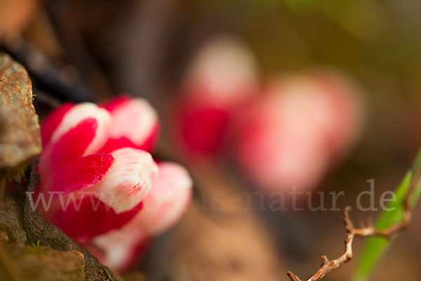 Roter Zistrosenwürger (Cytinus ruber)