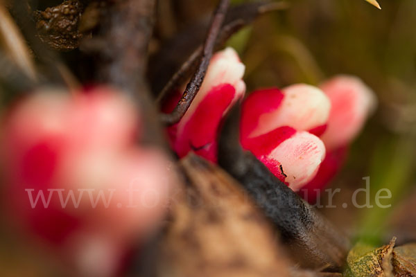 Roter Zistrosenwürger (Cytinus ruber)