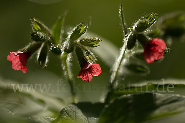 Rotes Lungenkraut (Pulmonaria rubra)