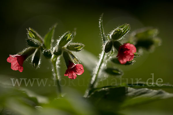 Rotes Lungenkraut (Pulmonaria rubra)