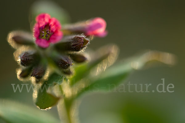 Rotes Lungenkraut (Pulmonaria rubra)