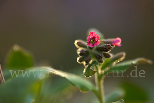 Rotes Lungenkraut (Pulmonaria rubra)