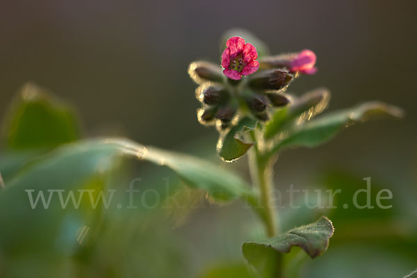 Rotes Lungenkraut (Pulmonaria rubra)