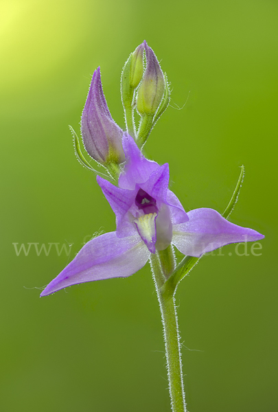 Rotes Waldvöglein (Cephalanthera rubra)