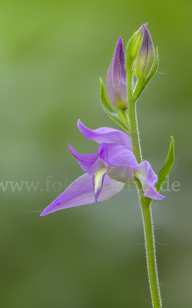 Rotes Waldvöglein (Cephalanthera rubra)