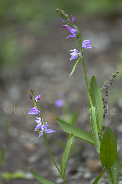 Rotes Waldvöglein (Cephalanthera rubra)