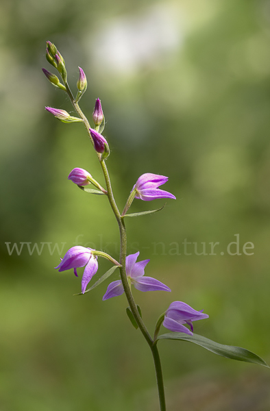 Rotes Waldvöglein (Cephalanthera rubra)