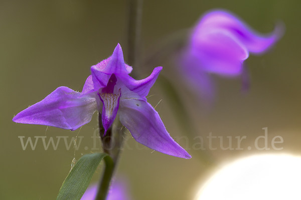 Rotes Waldvöglein (Cephalanthera rubra)