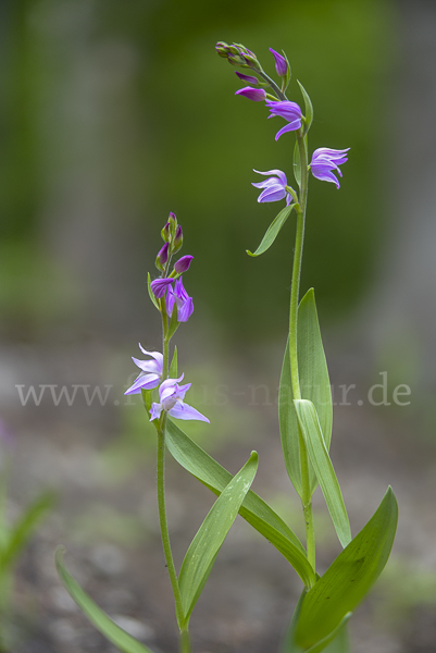 Rotes Waldvöglein (Cephalanthera rubra)