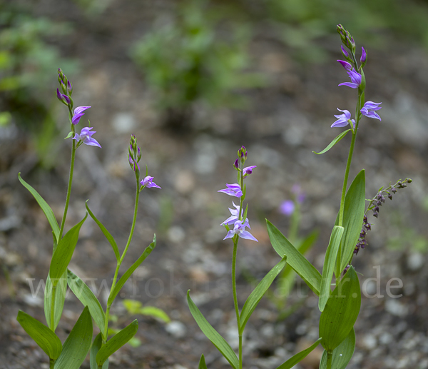 Rotes Waldvöglein (Cephalanthera rubra)